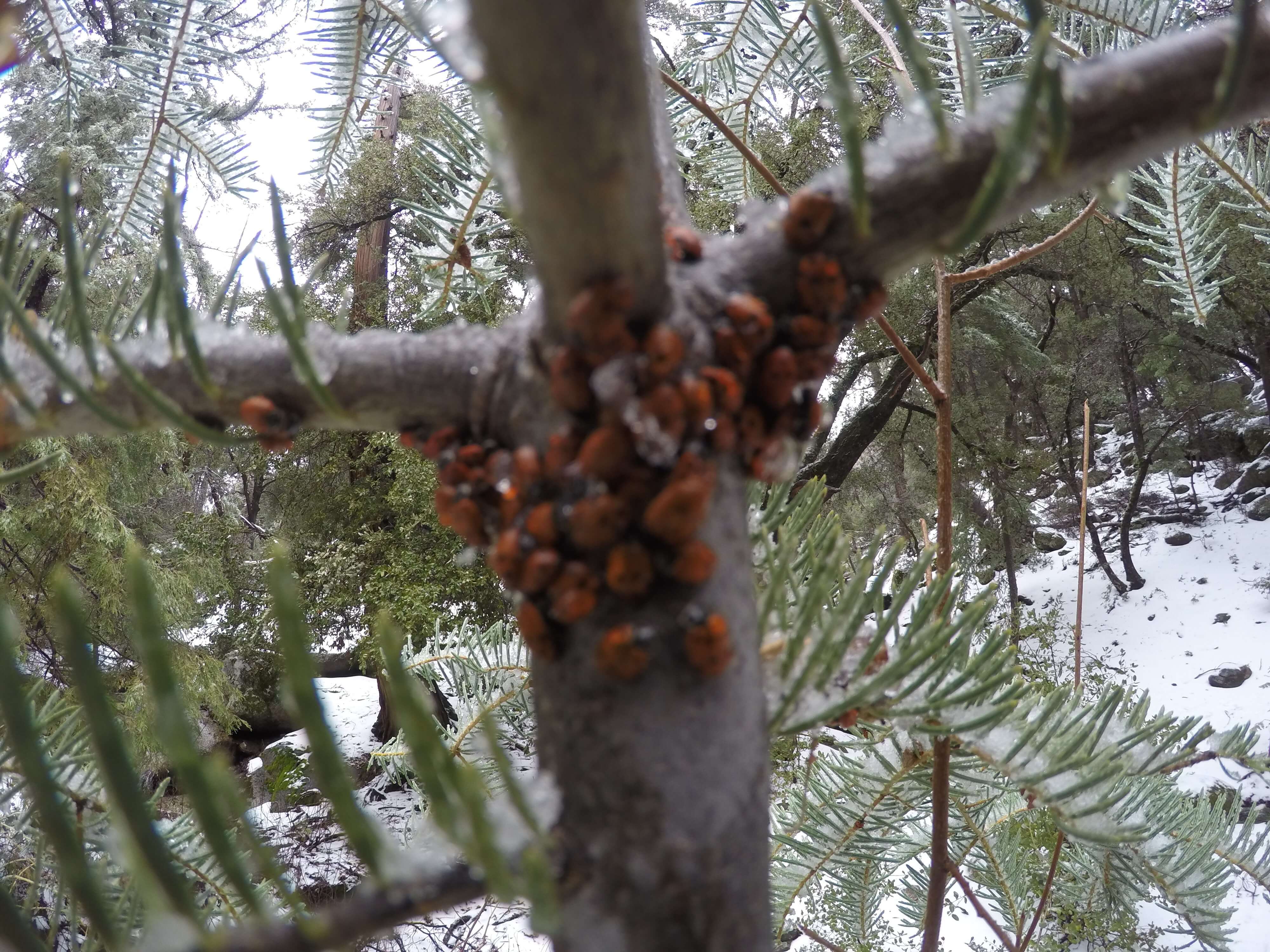 Ladybugs bunched up on a pine tree